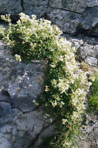 Potentilla alchimilloides photo